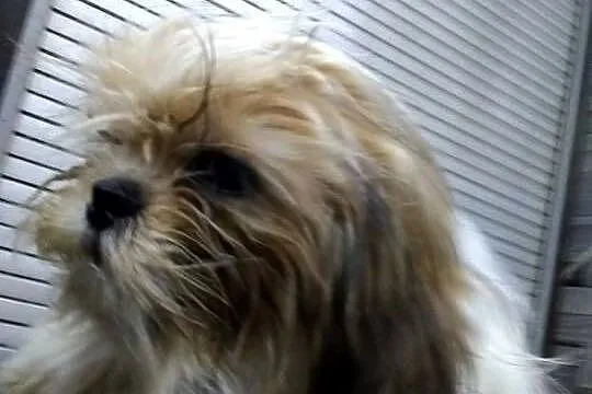 Piesek Shih tzu, Kujawsko-pomorskie, Unisław