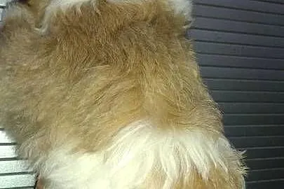 Piesek Shih tzu, Kujawsko-pomorskie, Unisław
