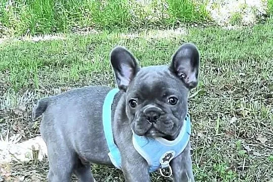 Buldog francuski piesek blue