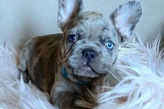 Buldog francuski piesek blue, Łódzkie, Pabianice