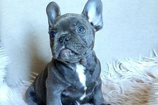 Buldog francuski piesek blue, Łódzkie, Pabianice