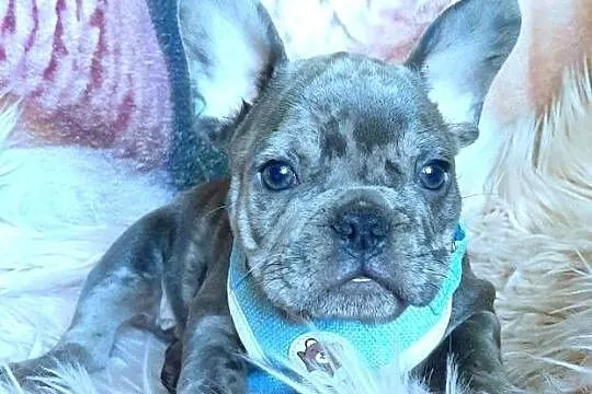 Buldog francuski piesek blue, Łódzkie, Pabianice