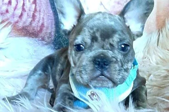 Buldog francuski piesek blue, Łódzkie, Pabianice
