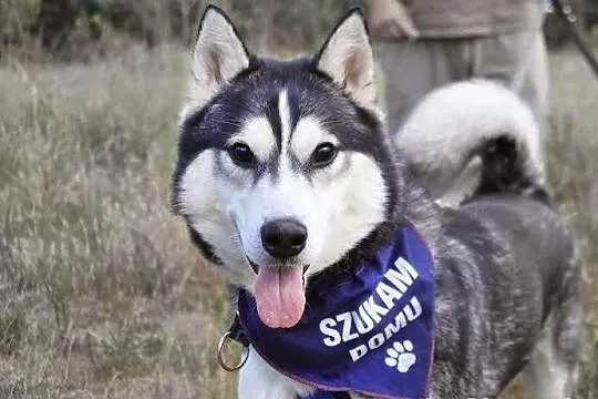 Jukon - młody husky szuka domu