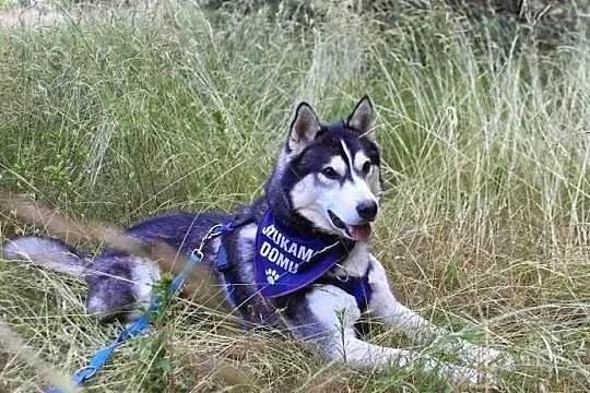 Jukon - młody husky szuka domu