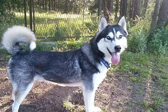 Jukon - młody husky szuka domu