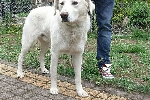 Maks - młody w typie labka,  kujawsko-pomorskie To