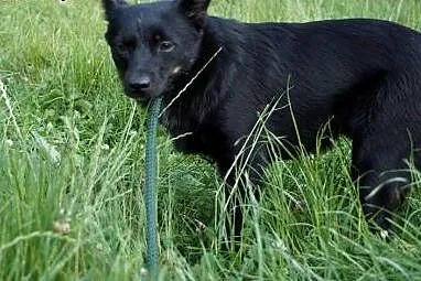 Malutki Uszatek, nieśmiały psiaczek szuka cierpliw