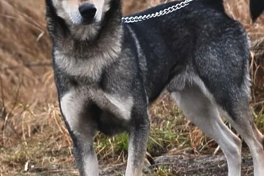młody, energiczny pies BAKS szuka domu