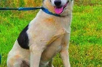 ALDONA - piękna sunia, która od 2 lat mieszka w schronisku do adopcji,  mazowieckie Warszawa