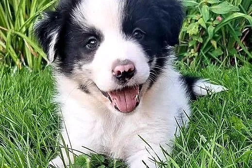 Border collie - piesek do odbioru, Małopolskie, Jabłonka