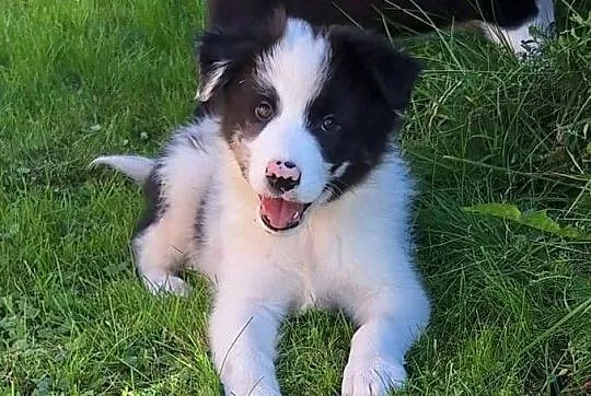 Border collie - piesek do odbioru, Małopolskie, Jabłonka