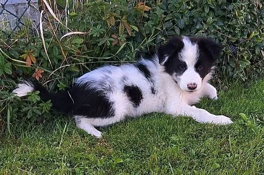 Border collie - piesek do odbioru, Małopolskie, Jabłonka