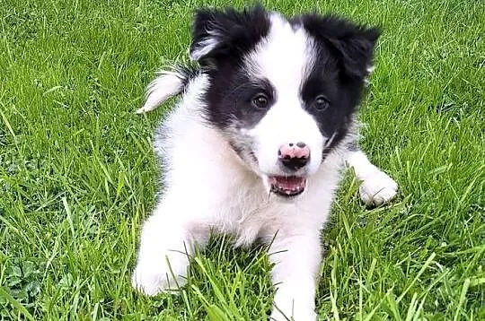 Border collie - piesek do odbioru, Małopolskie, Jabłonka