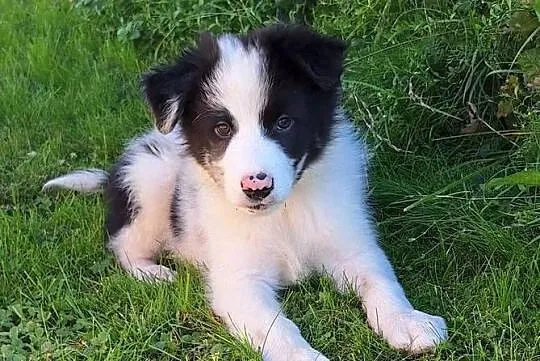 Border collie - piesek do odbioru, Małopolskie, Jabłonka