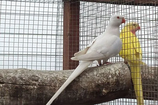 Księżniczka Walii, , Barcin