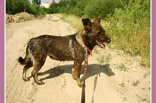 Średnia, grzeczna, spokojna,kontaktowa suczka GORA