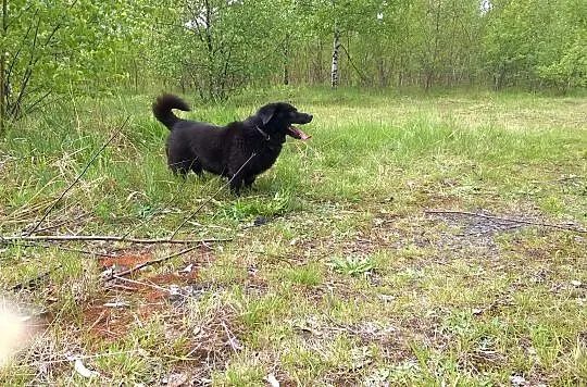 Mały, pogodny Gustaw, grzeczny i przyjazny adopcja
