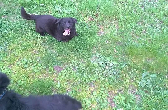Mały, pogodny Gustaw, grzeczny i przyjazny adopcja
