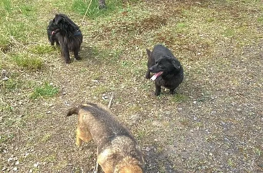 Mały, pogodny Gustaw, grzeczny i przyjazny adopcja