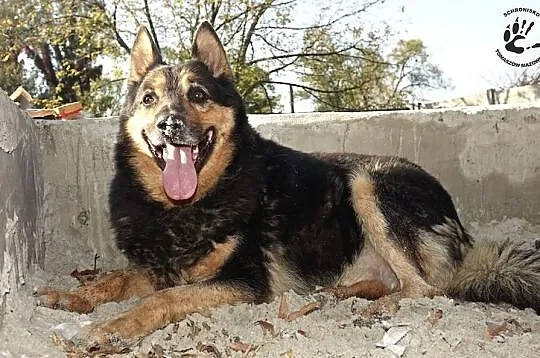 Nygus :) Wieczny psiak osłodzi każdą chwilę Twojeg