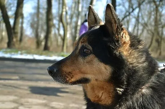 Nygus :) Wieczny psiak osłodzi każdą chwilę Twojeg