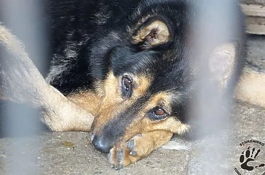 Nygus :) Wieczny psiak osłodzi każdą chwilę Twojeg