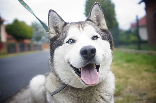 Sybir - piękny siberian husky kochający ruch ADOPCJA