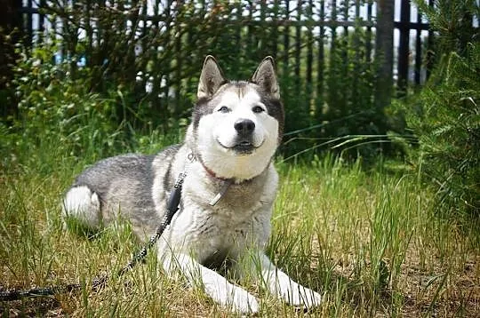Sybir - piękny siberian husky kochający ruch ADOPC