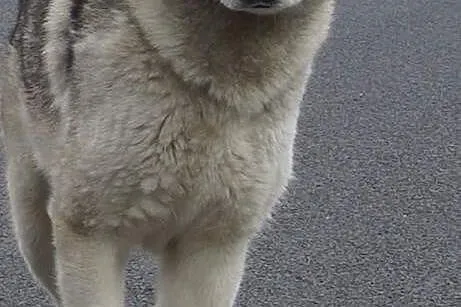Sybir - piękny siberian husky kochający ruch ADOPC