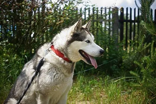 Sybir - piękny siberian husky kochający ruch ADOPC