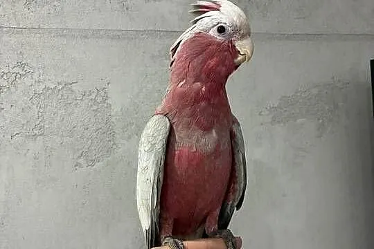 Kakadu oswojone pupil, Opolskie, Strzeleczki