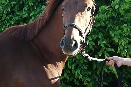 3 letnia klacz po Faustinus x Dimaggio, , 