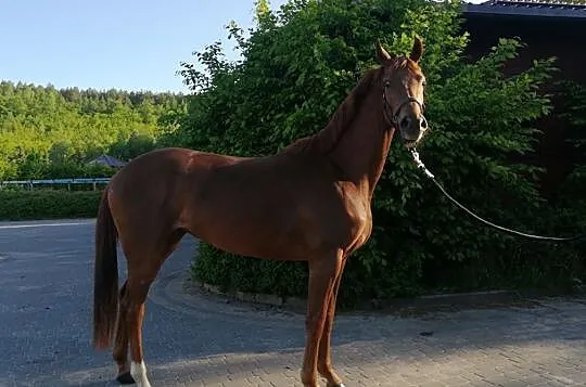 3 letnia klacz po Faustinus x Dimaggio, , 