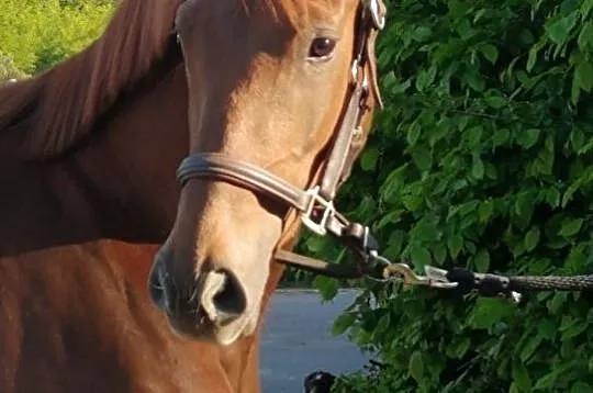 3 letnia klacz po Faustinus x Dimaggio, , 