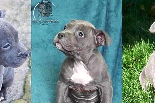 American Staffordshire Terrier Blue Amstaff Suczka, Opolskie, Paczków