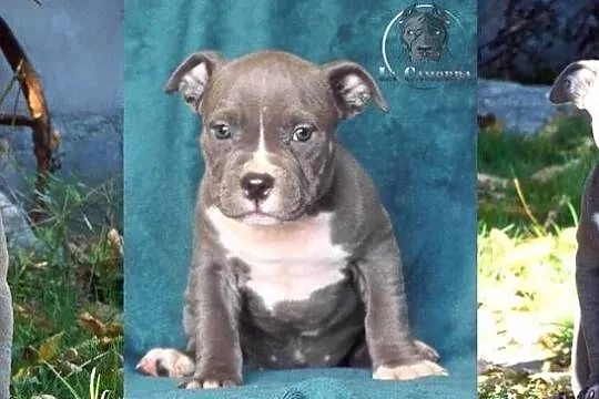 American Staffordshire Terrier Blue Amstaff Suczka, Opolskie, Paczków