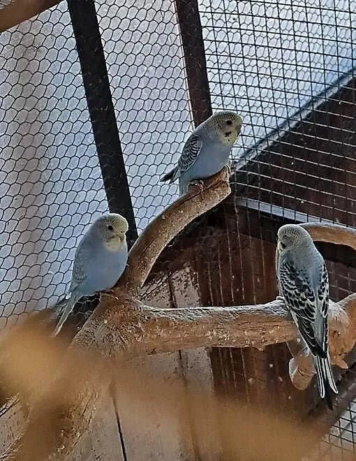 Papugi faliste tęczowe, Wielkopolskie, Jarocin