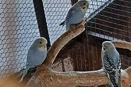 Papugi faliste tęczowe