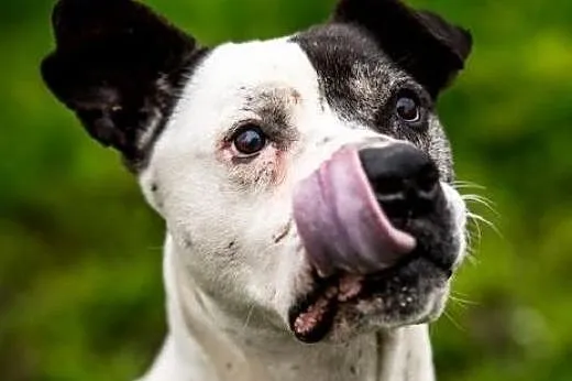 Bratek-wszyscy wiedzą że, on w net pokocha Cię;)!!,  świętokrzyskie Kielce