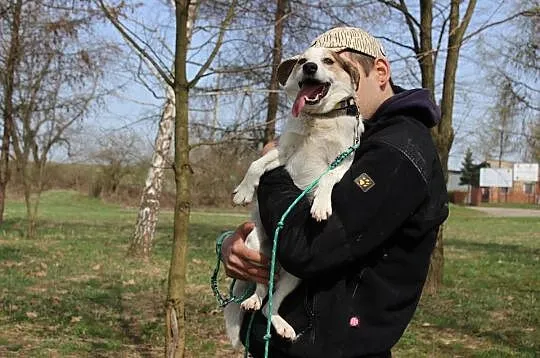 10 kg Vinci, pogodny, łagodny psiak BŁAGA aby zabrać go do domu!