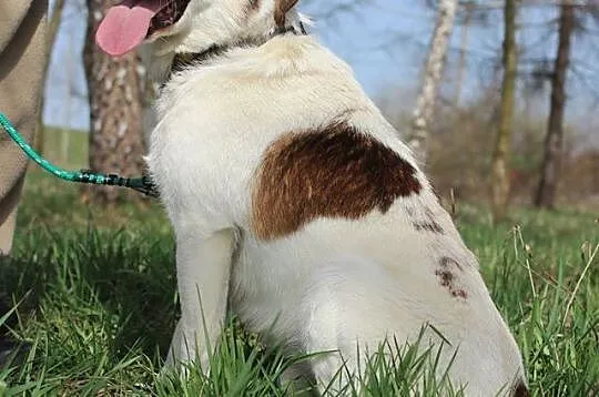 10 kg Vinci, pogodny, łagodny psiak BŁAGA aby zabr