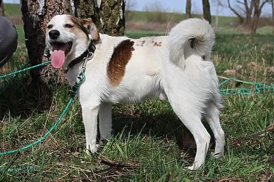 10 kg Vinci, pogodny, łagodny psiak BŁAGA aby zabr