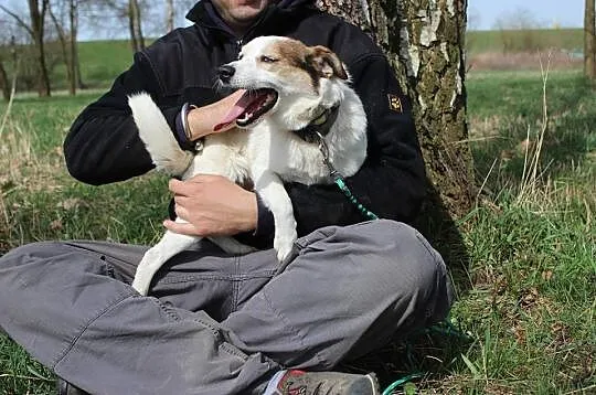10 kg Vinci, pogodny, łagodny psiak BŁAGA aby zabr