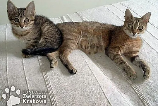 Sisi towarzyska, super kotka,  małopolskie Kraków