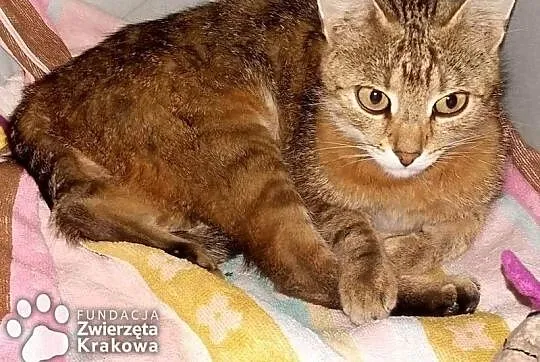 Sisi towarzyska, super kotka,  małopolskie Kraków, Małopolskie, Kraków