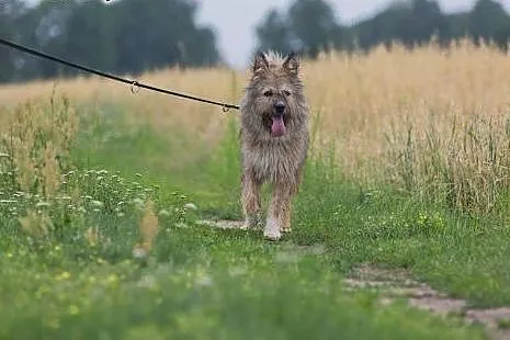Młody, radosny Kostek, kochający człowieka, wyjątkowy pies,  Kundelki cała Polska