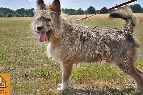 Młody, radosny Kostek, kochający człowieka, wyjątk