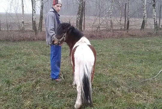 Sprzedam kucyka! Ładnie umaszczony