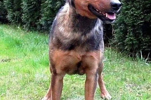 Przecudowny, wpatrzony w człowieka Koks, nieduży super pies adopcja,  Kundelki cała Polska